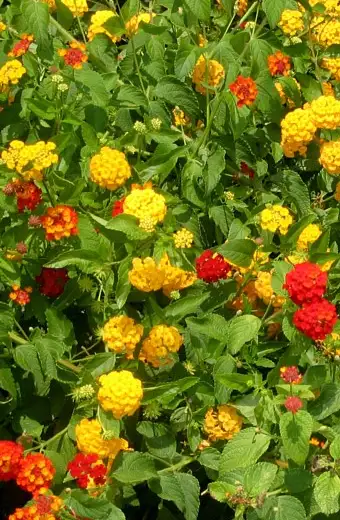 Annual Beds, Decatur, AL