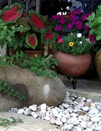 Container Gardening, Decatur, AL